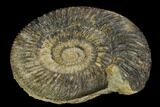 Ammonite (Parkinsonia) Fossil - Dorset, England #129415-1